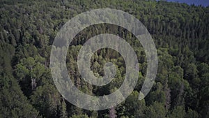 revealing a lake by panning camera up, algonquin canada