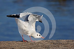 Reverance of a seagull to a photographer