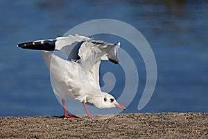 Reverance of a seagull to a photographer photo