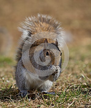 Reverant squirrel