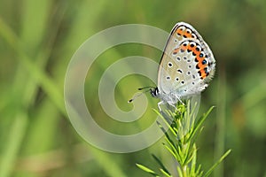 Reverdin blue buttterfly photo