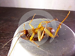 Reverse cockroach