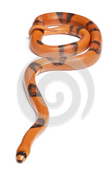 Reverse Hypomelanistic Honduran milk snake