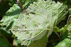 Grape leaf damaged by spider mite photo