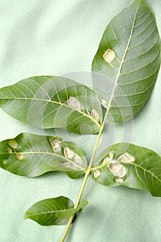 The reverse side of the leaf walnut affected by nut felt gall mite Eriophyes Tristriatus var. Erineus Nal