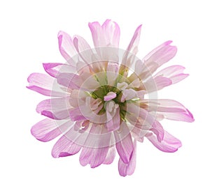 Reversed clover flower