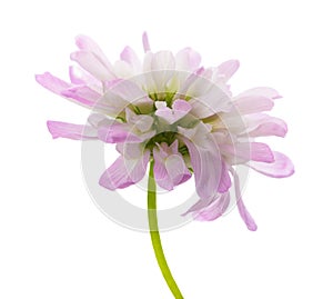 Reversed clover flower photo
