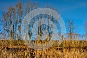 Reversed image of the river schelde, Underwater