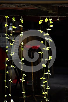 Reversible light plant