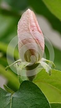 The revival of nature close-up photo of quince flower bud Cydonia Oblonga