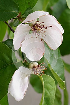 The revival of nature close-up photo of quince flower Cydonia Oblonga photo