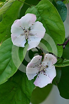 The revival of nature close-up photo of quince flowers Cydonia Oblonga