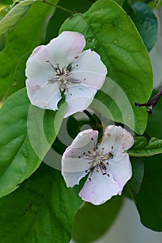 The revival of nature close-up photo of quince flowers Cydonia Oblonga photo