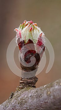 The revival of nature macro photo of a apple branch with a flower bud Malus domestica