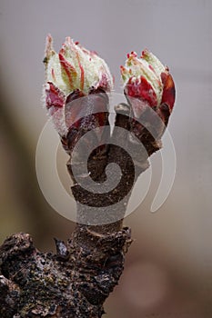 The revival of nature macro photo of a apple branch with a flower bud Malus domestica