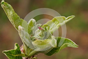 The revival of nature macro photo of a apple branch with a flower bud, Malus domestica