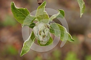 The revival of nature macro photo of a apple branch with a flower buds Malus domestica