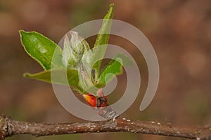 The revival of nature macro photo of a apple branch with a flower buds Malus domestica