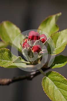 The revival of nature macro photo of a apple branch with a flower buds Malus domestica