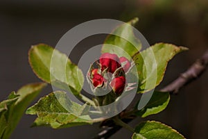 The revival of nature macro photo of a apple branch with a flower buds Malus domestica