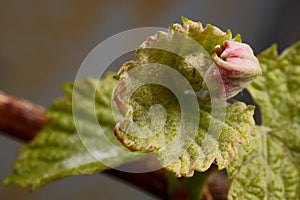 The revival of nature macro photo of a grapevine branch with a leaves and flower buds Vitis Vinifera