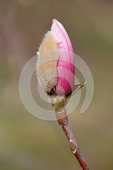 The revival of nature macro photo of a magnolia bud on a branch