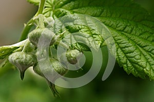 The revival of nature macro photo of a raspberry branch with a leaves and flower buds Rubus Idaeus
