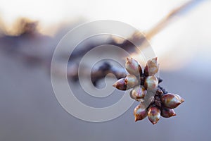 The revival of nature macro photo of some twig with flower buds