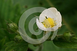 The revival of nature macro photo of strawberry flower Fragaria Vesca