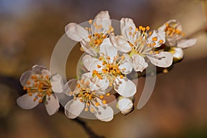 The revival of nature photo with a branch of cherry plum flowers Prunus cerasifera