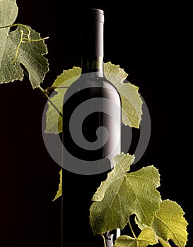 Rew wine bottle with vine branch