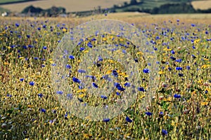 Rewilding The Cornfield, Somerset, England