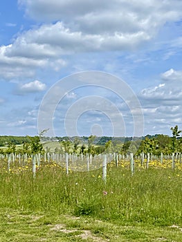 Rewilding trees for new woodland