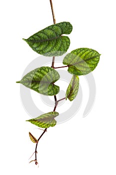 Rex begonia vine leaves, Exotic colorful leaf isolated on white background with clipping path