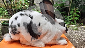 Rex Bunny Photo