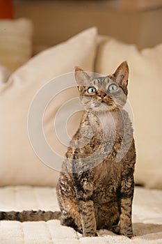 Devon Rex cat sitting on a sofa