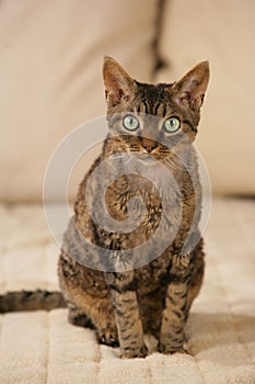 Devon Rex cat sitting on a sofa