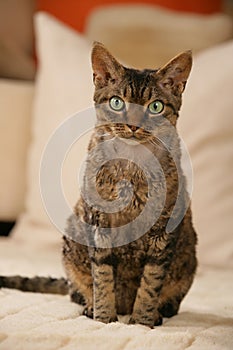 Devon Rex cat sitting on a sofa