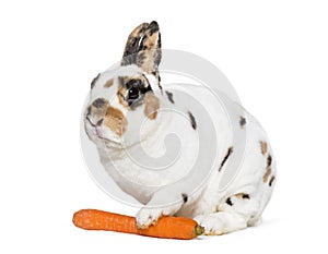 Rex Dalmatian Rabbit holding carrot against white background