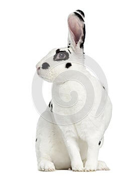 Rex Dalmatian Rabbit isolated on white