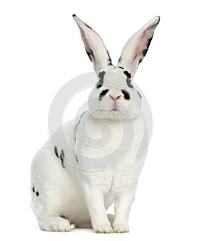Rex Dalmatian Rabbit isolated on white