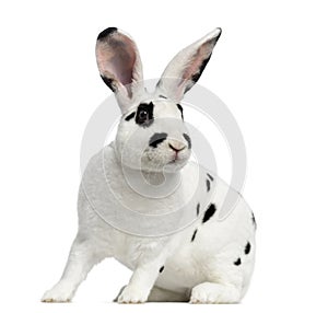 Rex Dalmatian Rabbit isolated on white