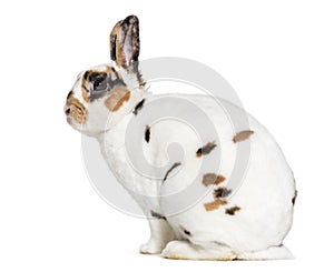 Rex Dalmatian Rabbit, sitting against white background