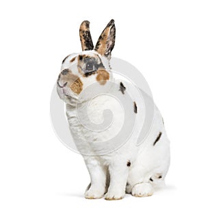 Rex Dalmatian Rabbit, sitting against white background