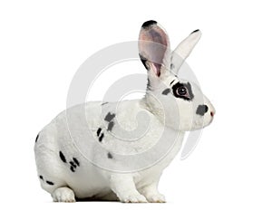 Rex Dalmatian Rabbit stand up and isolated on white