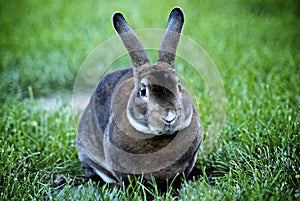 Rex rabbit eating green grass