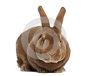 Rex rabbit facing