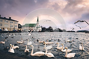 The Reykjavik Free Church is a church in the Free Lutheran congregation of Iceland. In the background of ducks and geese in the photo