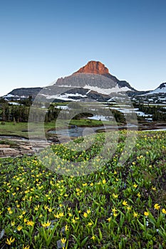 Reynolds Mountain over wildflower field at Logan Pass, Glacier N