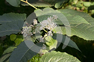 Reynoutria japonica,  Asian knotweed flowers and leaves